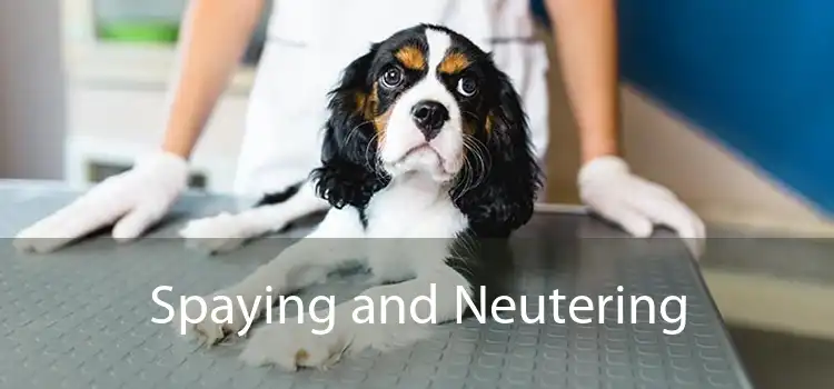 Spaying and Neutering 