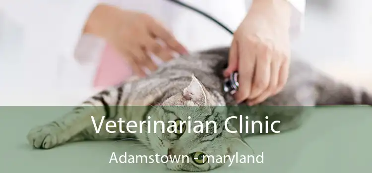 Veterinarian Clinic Adamstown - maryland