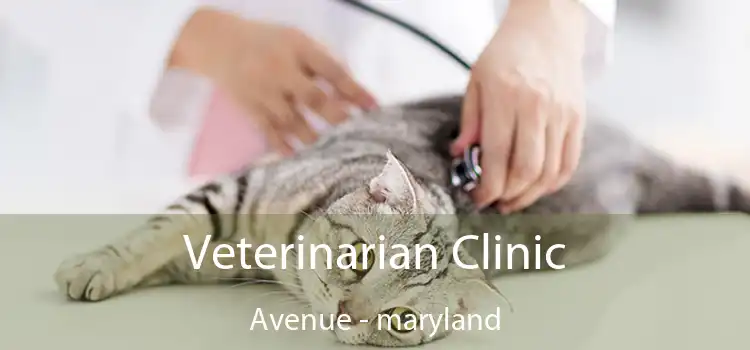 Veterinarian Clinic Avenue - maryland