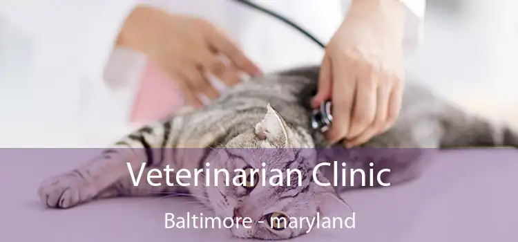 Veterinarian Clinic Baltimore - maryland