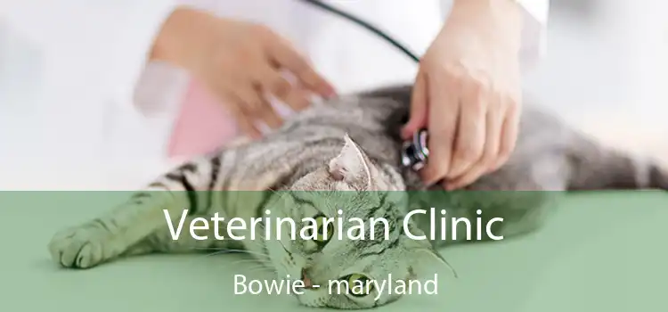 Veterinarian Clinic Bowie - maryland