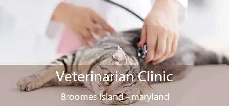 Veterinarian Clinic Broomes Island - maryland