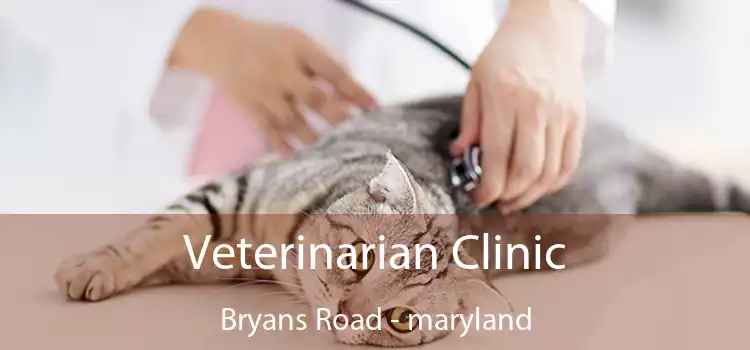 Veterinarian Clinic Bryans Road - maryland