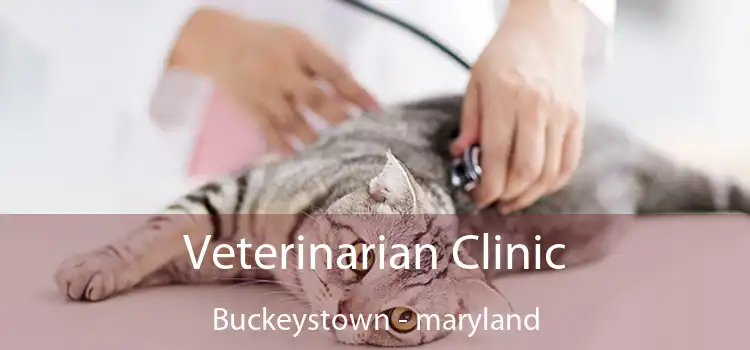 Veterinarian Clinic Buckeystown - maryland