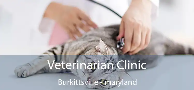 Veterinarian Clinic Burkittsville - maryland