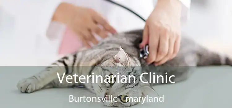 Veterinarian Clinic Burtonsville - maryland