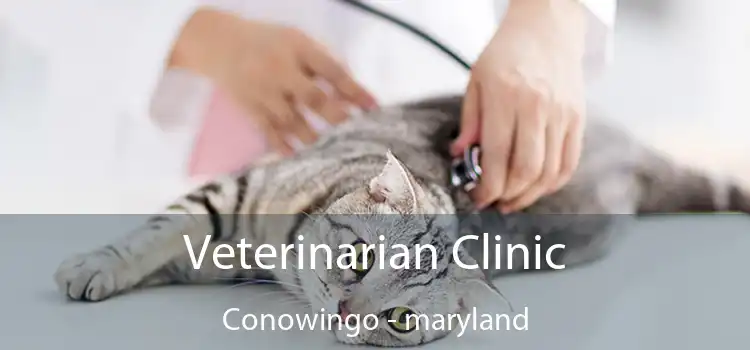 Veterinarian Clinic Conowingo - maryland