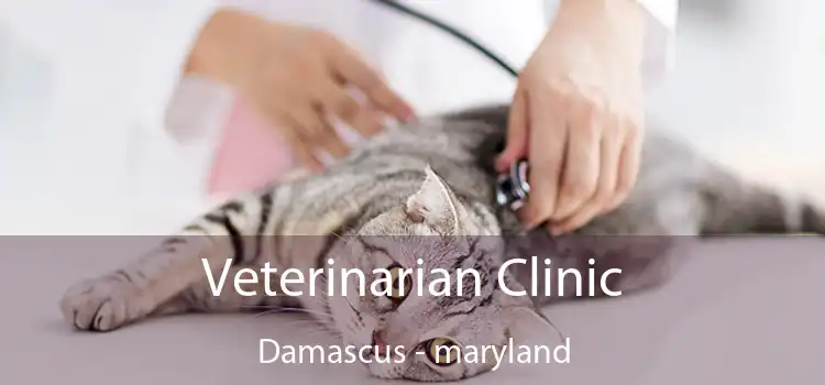 Veterinarian Clinic Damascus - maryland