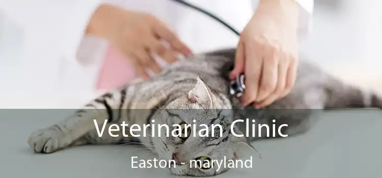 Veterinarian Clinic Easton - maryland