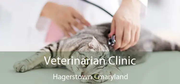 Veterinarian Clinic Hagerstown - maryland