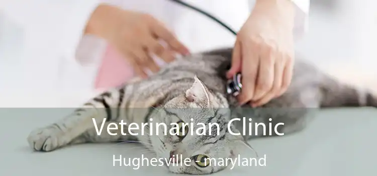 Veterinarian Clinic Hughesville - maryland