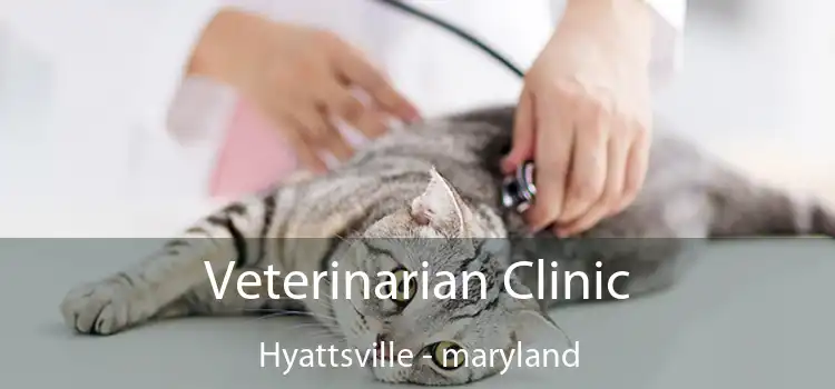 Veterinarian Clinic Hyattsville - maryland