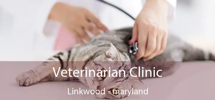 Veterinarian Clinic Linkwood - maryland