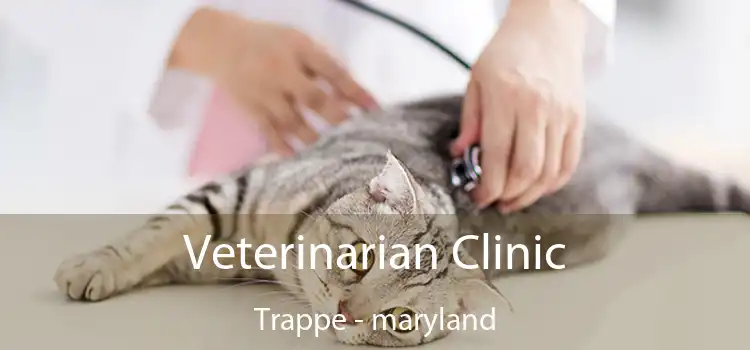 Veterinarian Clinic Trappe - maryland