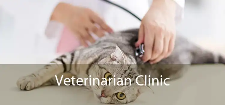 Veterinarian Clinic 